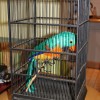 Parrot in a cage